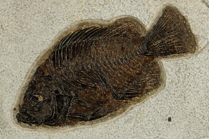 Detailed Fossil Fish (Cockerellites) - Wyoming #327940